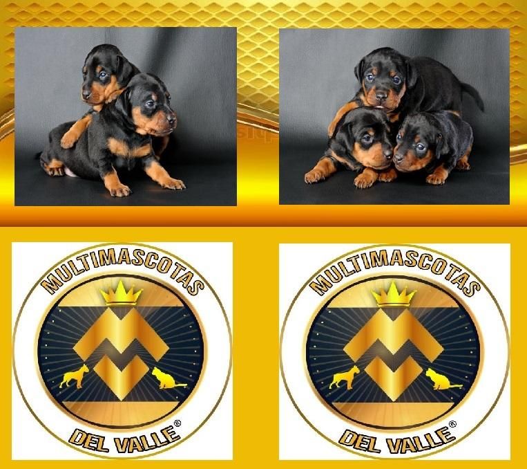 TIENDA DE MASCOTAS EN CALI OFRECE DOBERMAN CACHORRO CON