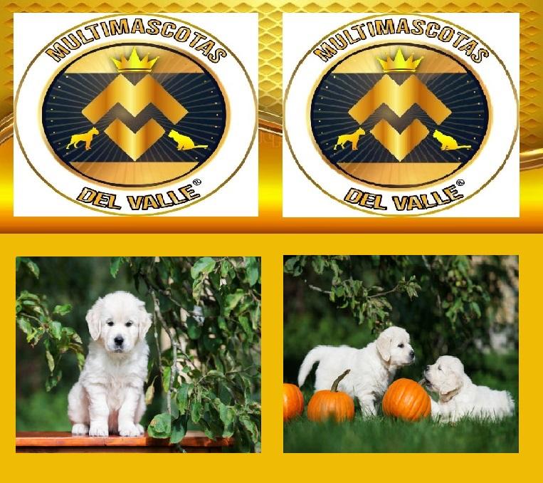 TIENDA DE MASCOTAS EN CALI OFRECE GOLDEN CACHORRO CON ENVIO