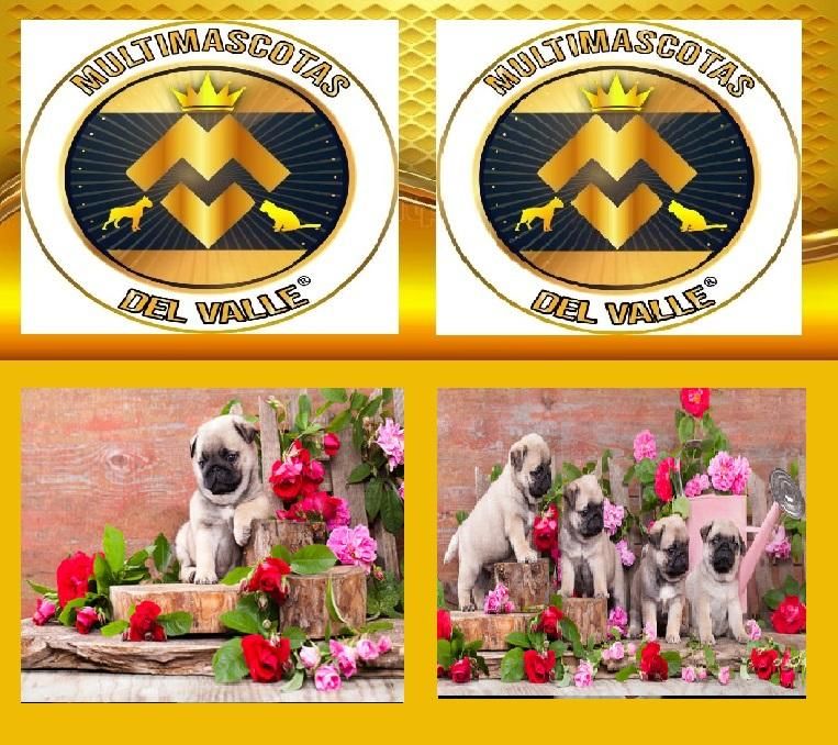 TIENDA DE MASCOTAS EN CALI OFRECE PUG CARLINO CACHORRO CON