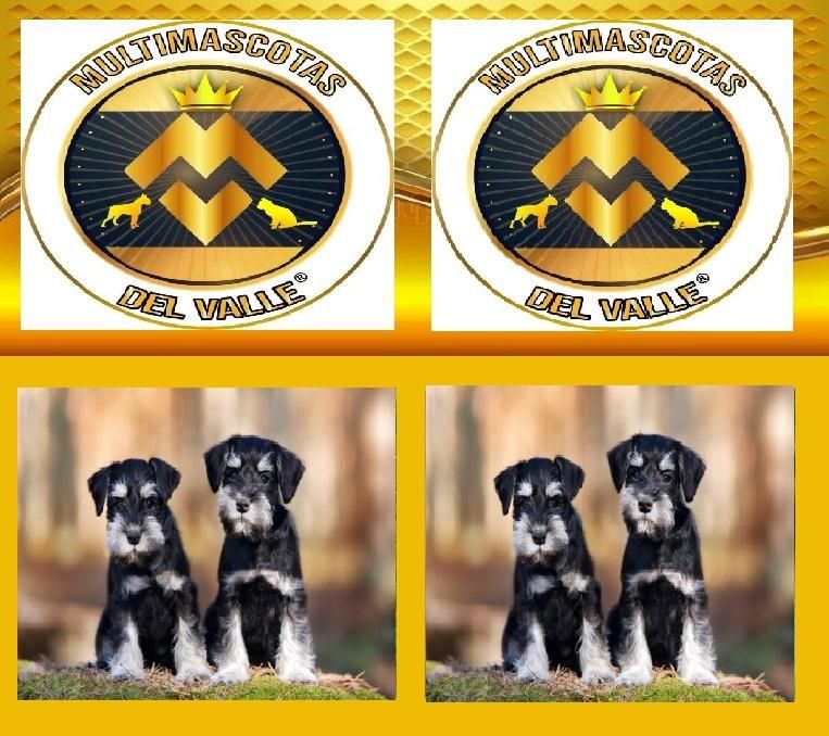 TIENDA DE MASCOTAS EN CALI OFRECE SCHNAUZER CACHORRO CON