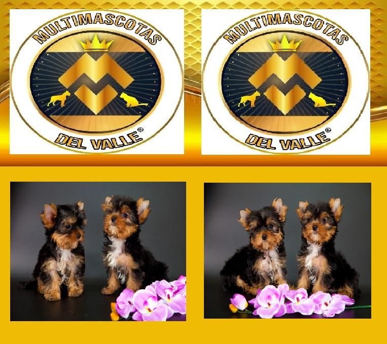 TIENDA DE MASCOTAS EN CALI OFRECE YORKISHIRE TERRIER