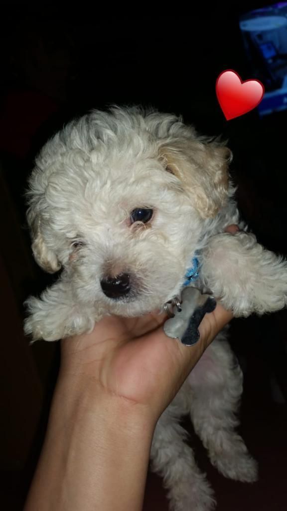 Vendo Cachorro French Poodle