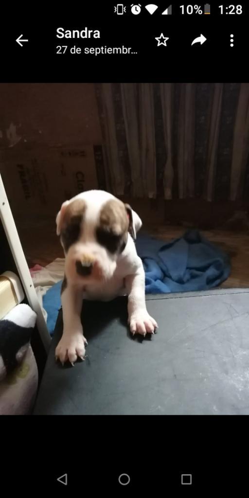 Vendo Perrito Macho Pitbull American