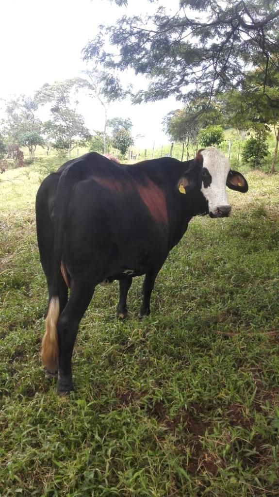 Vendo Vaca Simental por Gyr Preñada