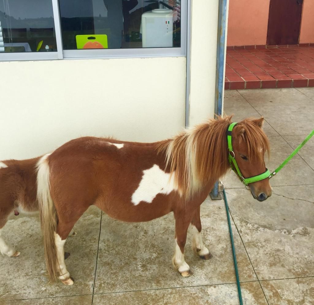 Vendo hermosa Pony 6 meses de gestacin