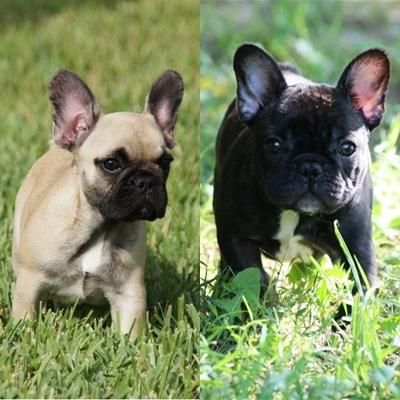 Vendo hermosos cachorros de bulldog francés hembra negrita