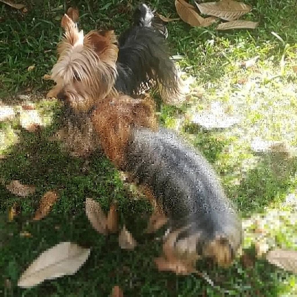 Venta de Cachorros Yorkshire Terrier