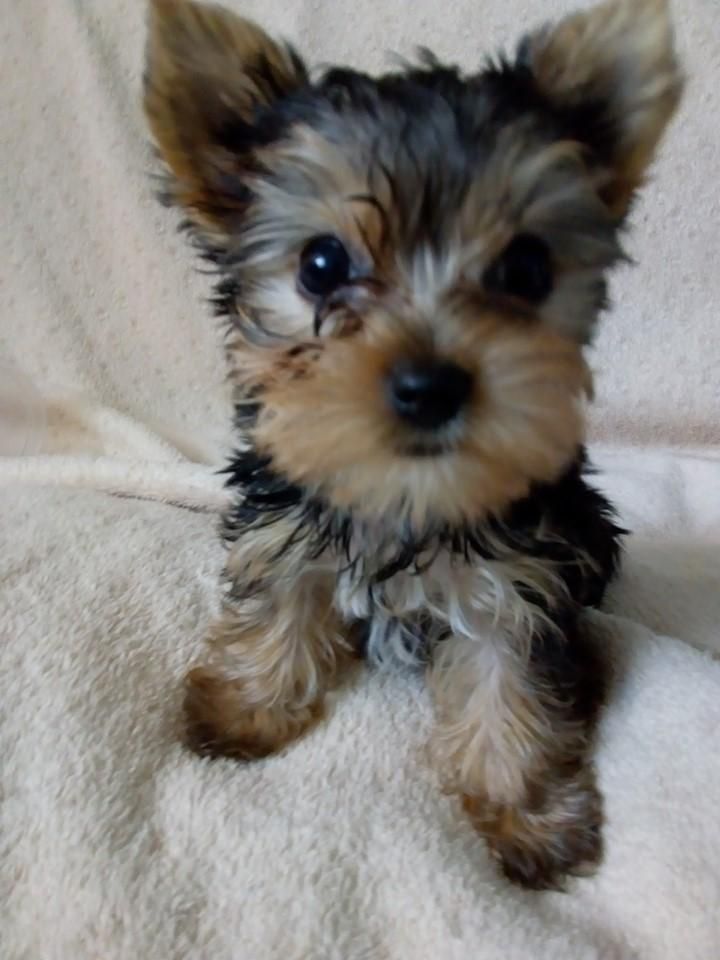 YORKSHIRE TERRIER EN CACHORRITOS CALI.