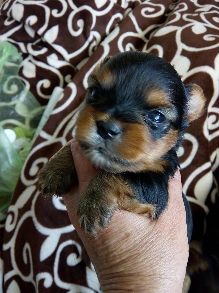 YORKSHIRE TERRIER EN TIENDA CALIFICADA, DISPONIBILIDAD.