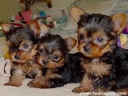 cachorros de yorki miniatura garantizados