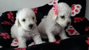 cachorros french poodle mini toy