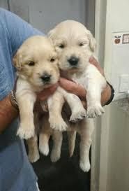 cachorros golden retriver