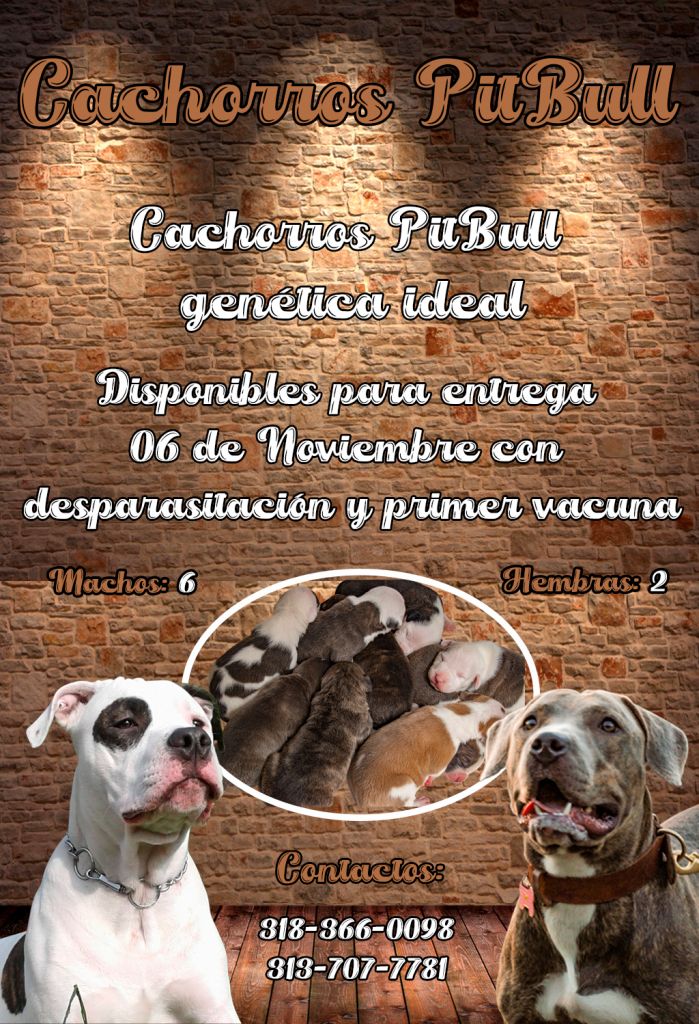 Cachorros Pitbull "Genetica Ideal"