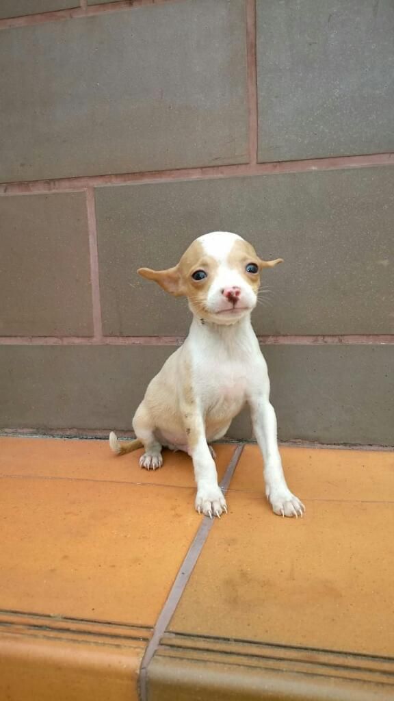 Chihuahua