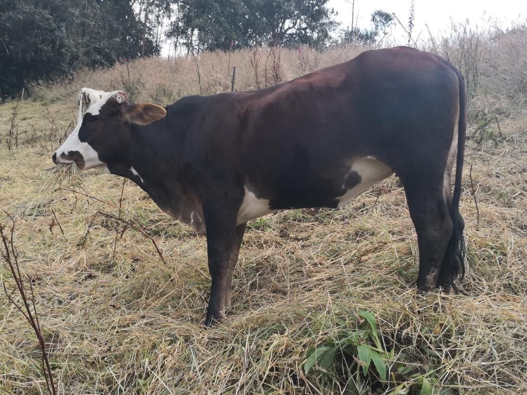 Excelente Pardo Gyr Ocho Meses de Preñez