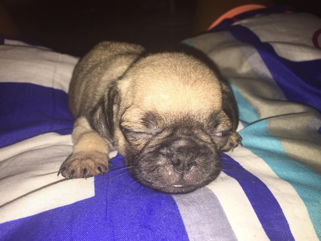 Se venden Cachorros Pug En Rivera Huila