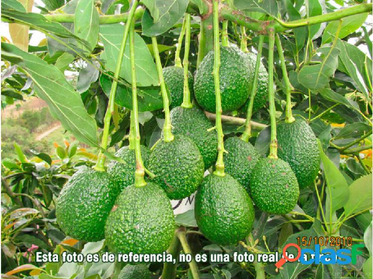 FINCA ENORME DE AGUACATE HASS EN EL QUINDÍO