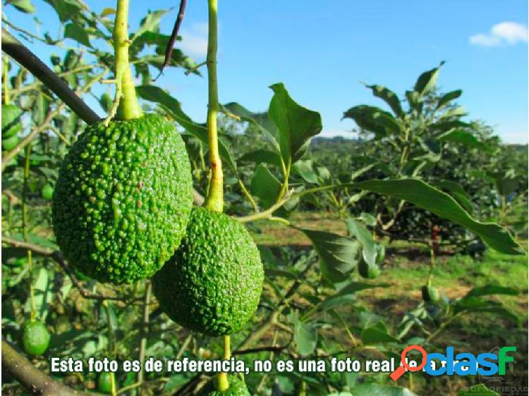 LOTE GRANDE UBICADO EN VECINDARIO DE AGUACATE HASS