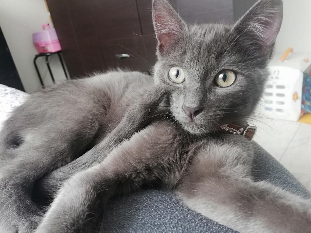 Adopción Gato