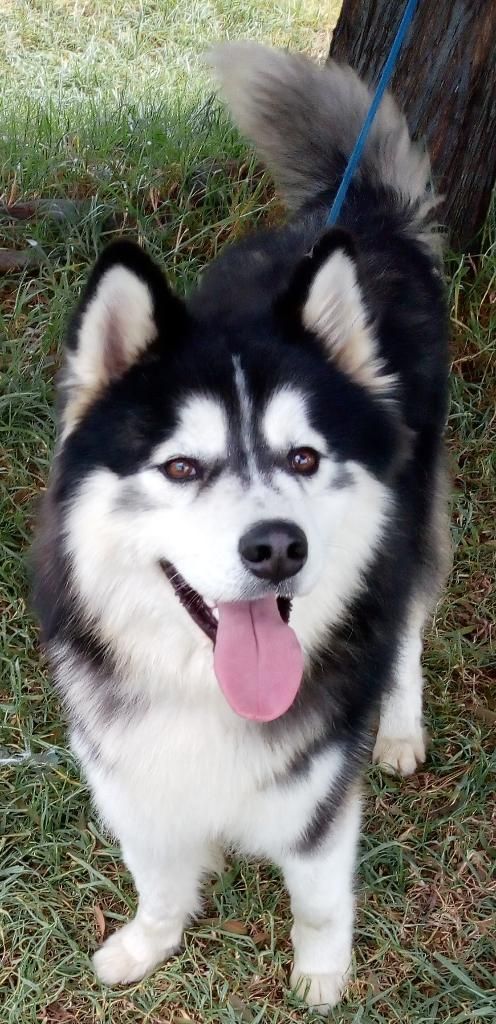 Alaska Malamute Cachoro Manto Rojo