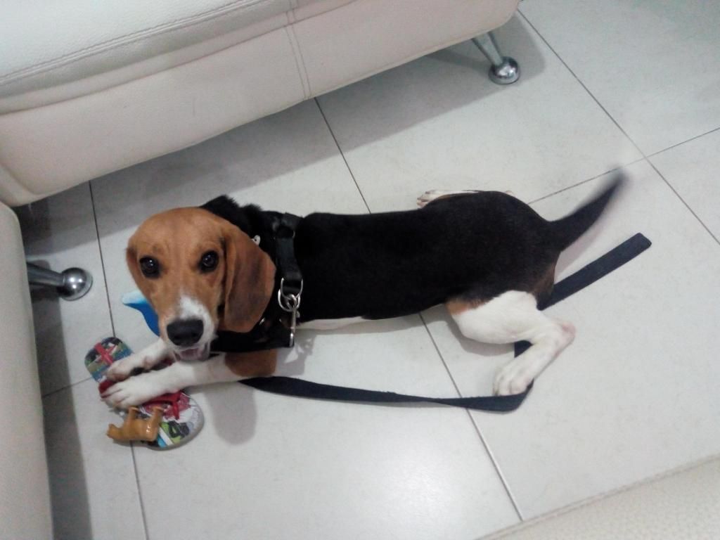 Beagle tricolor vacunas al da y buena salud