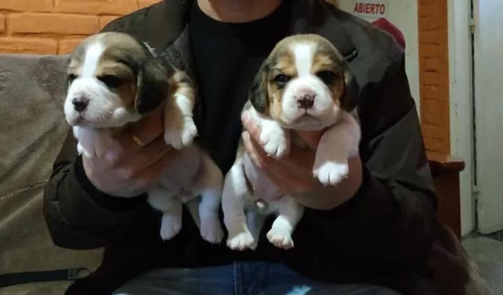 Beagles Ingles Minis
