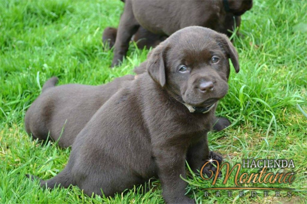 CACHORROS LABRADOR CHOCOLATE EN ARMENIA