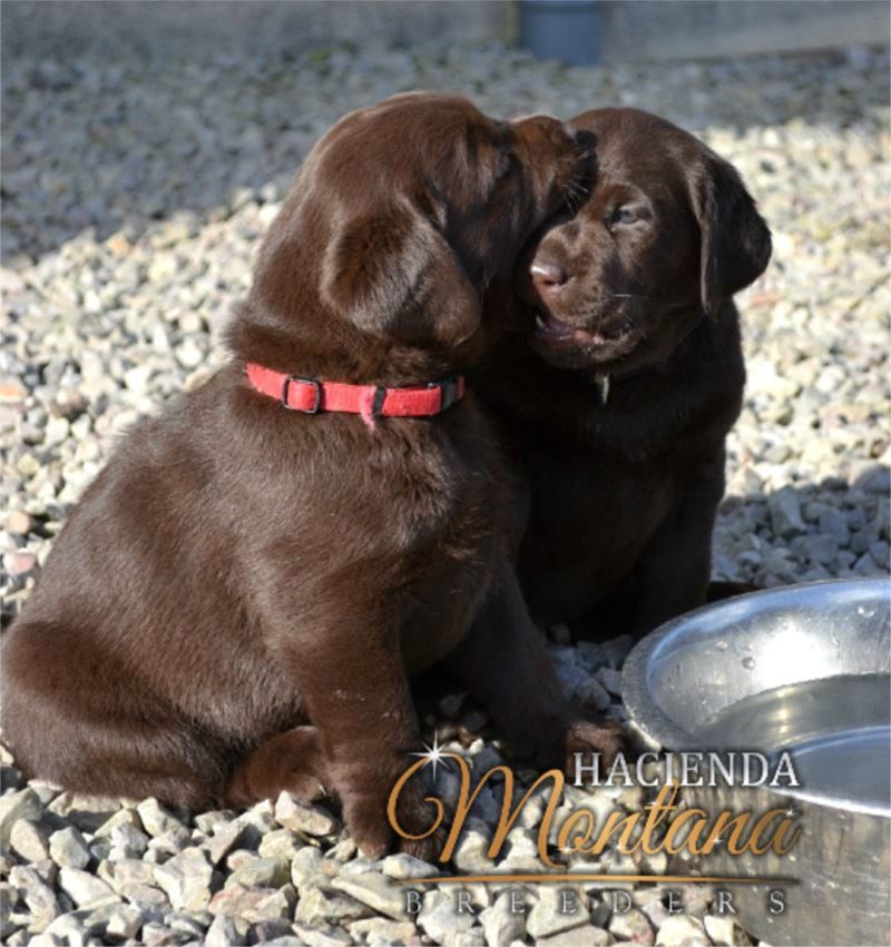 CACHORROS LABRADOR CHOCOLATE EN VENTA NEIVA