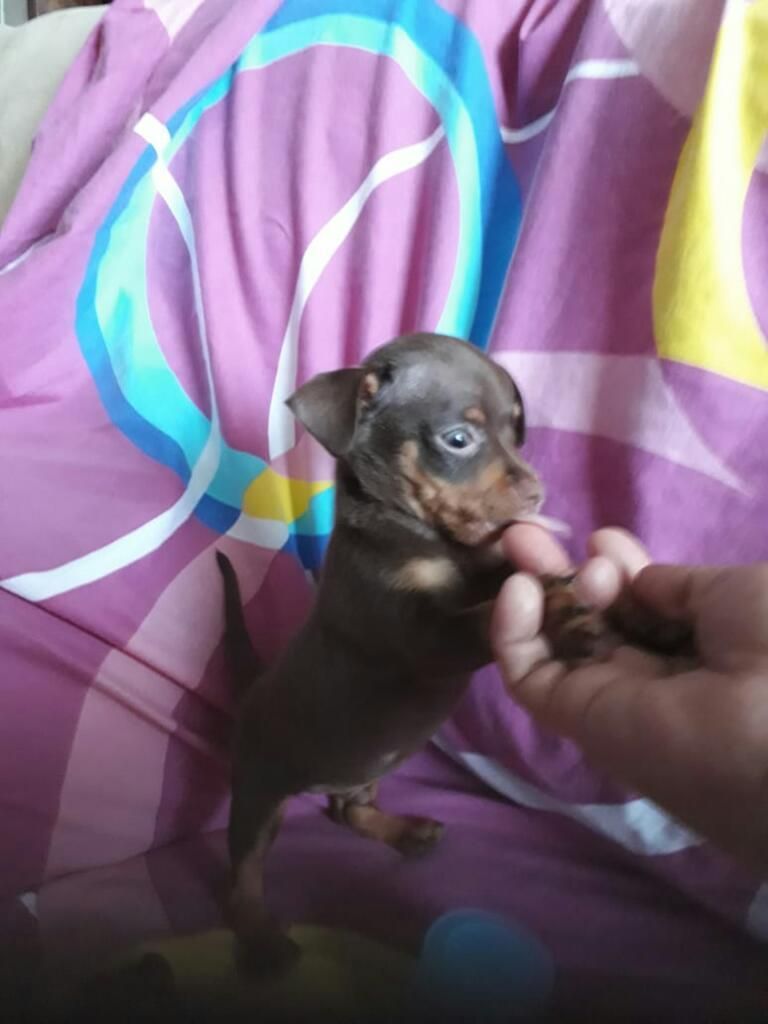 Cachorrito de Pincher Chocolate Mini