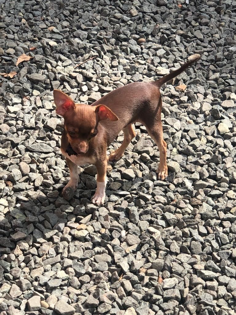 Cachorro Chihuahua