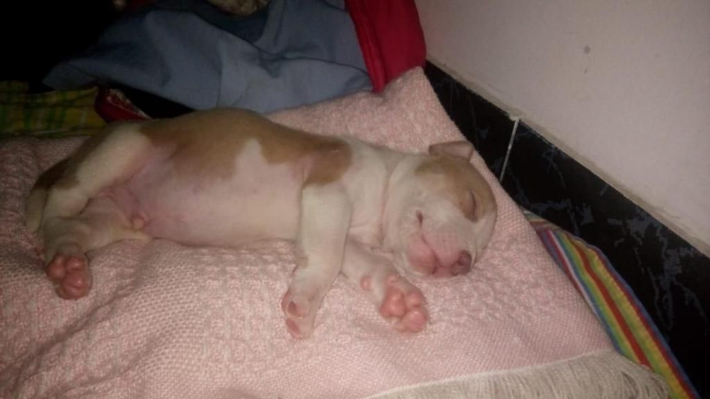 Cachorro pitbull WhatsApp 