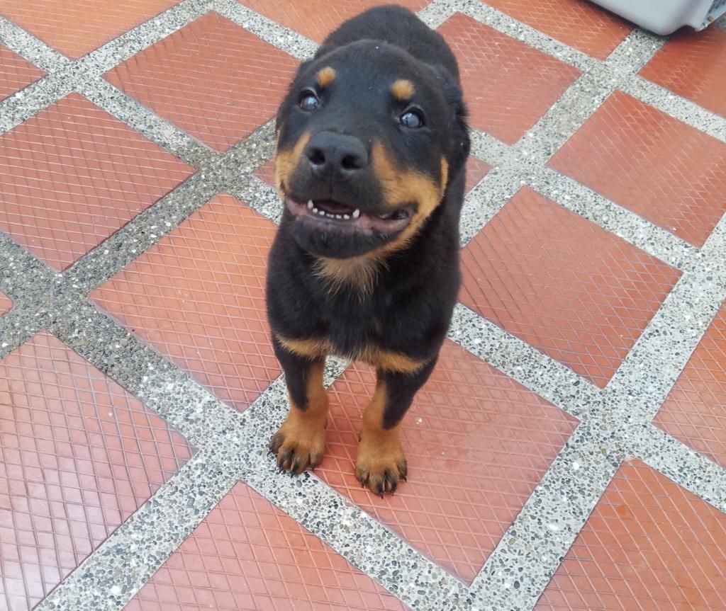 Cachorros Rottweiler