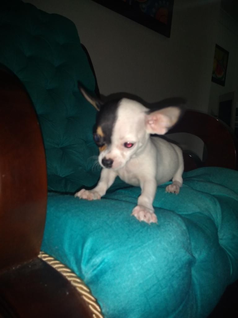 Chihuahua Macho Miniatura