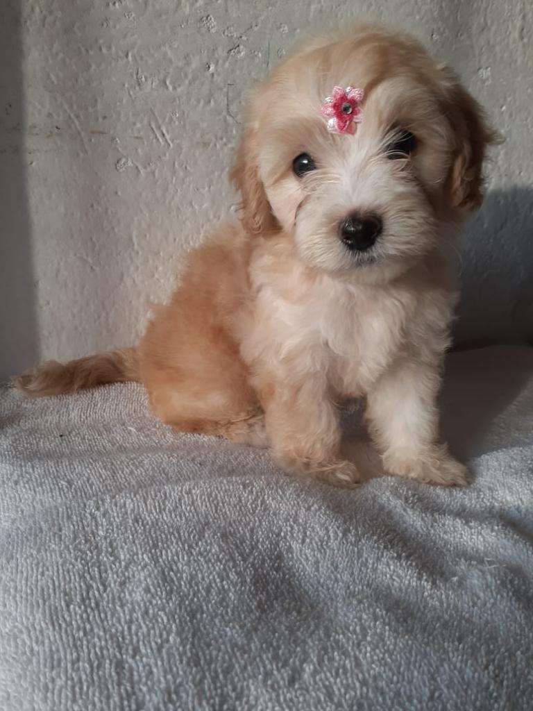 Disponible French Poodle Vacunados Minit