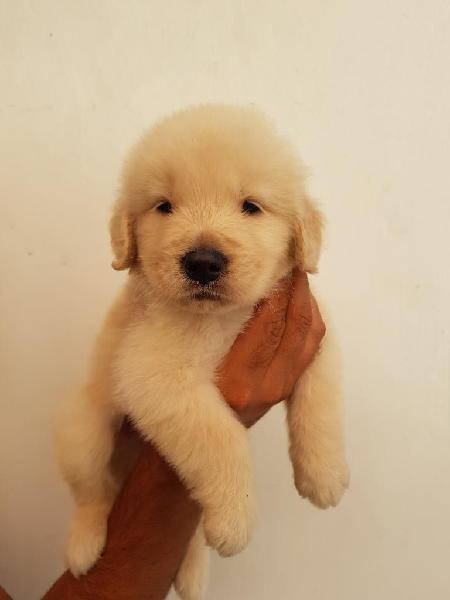 Elegante Y Radiante Golden Retriever