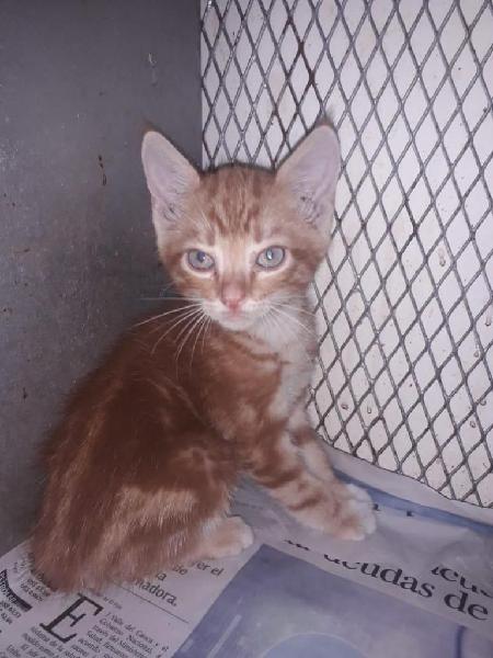 GATITO LINDO PARA ADOPCIÓN RESPONSABLE!