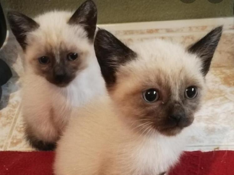 Gatos Siamés de 2 Meses