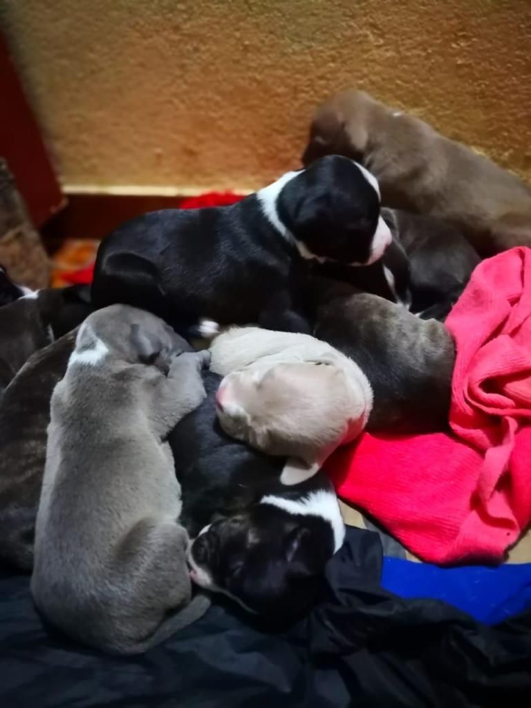 HERMOSOS PITBULLS