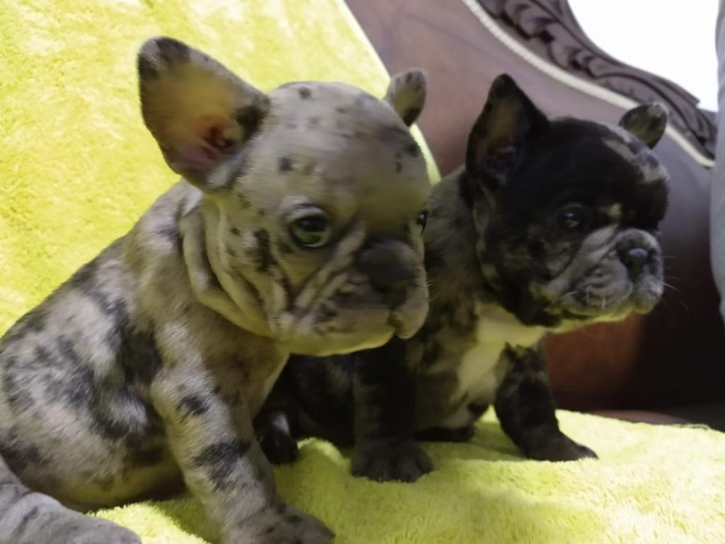 Hermosos Cachorros Bulldog Francés Merle