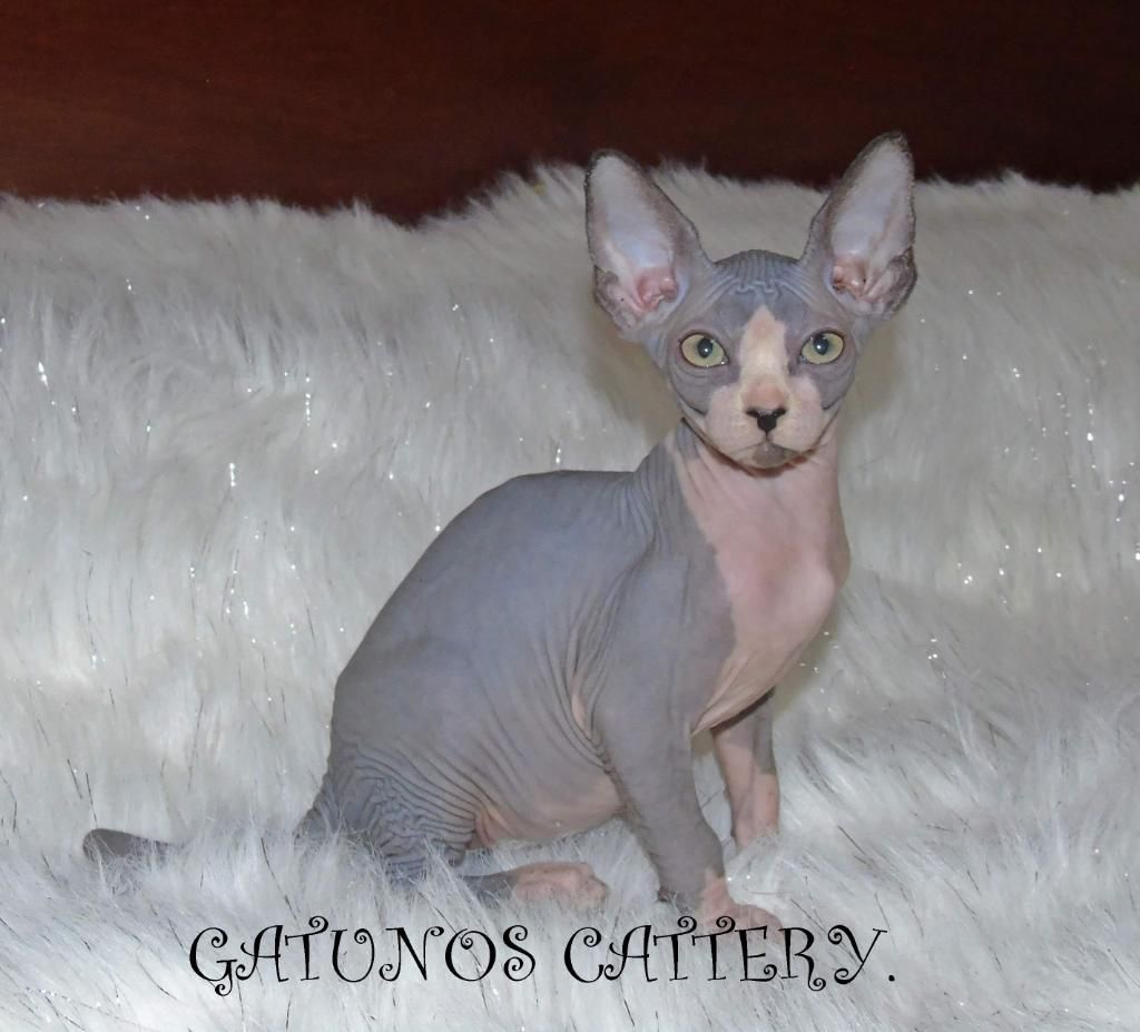 Hermosos Gaticos Sphynx