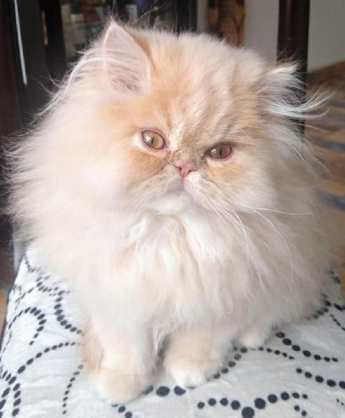 Hermosos gatitos persas