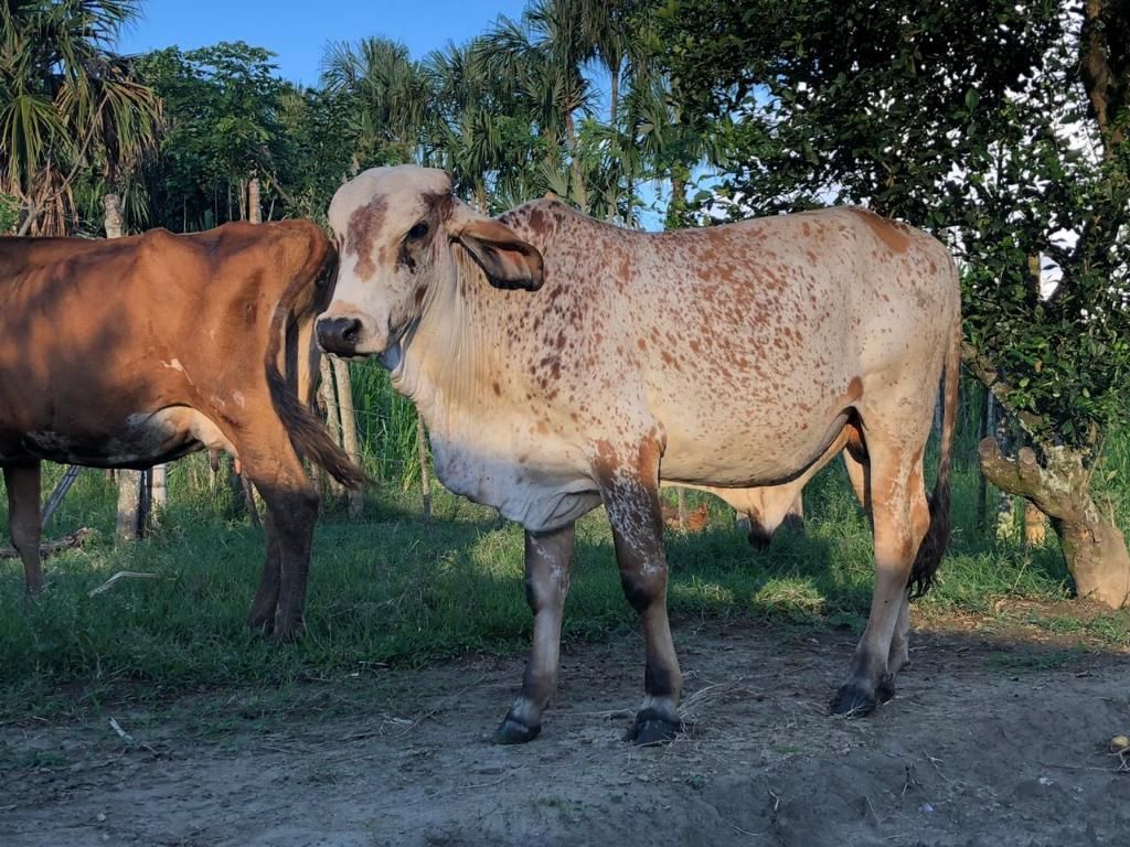 Lote de Ganado 5 Animales