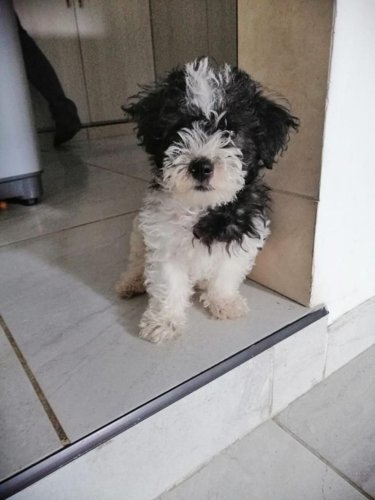 Negociable Cachorro French Poodle Mini