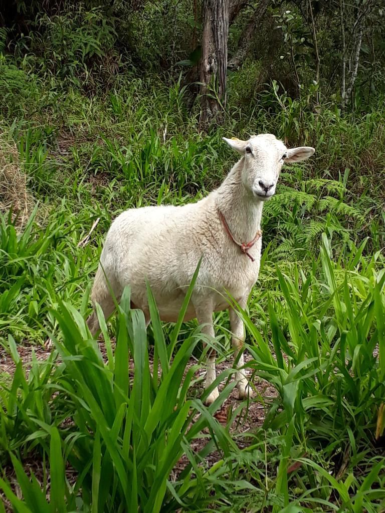 Oveja 4 Meses de Gestación