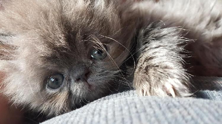 Persas Blue Tabby