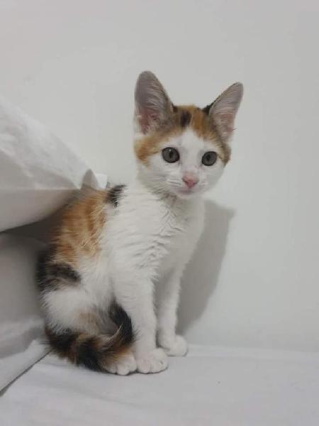 Pinky Gato en Adopción