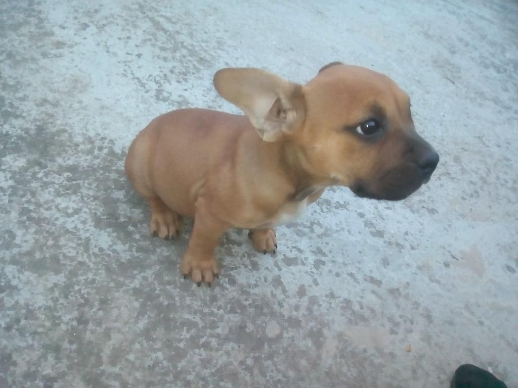 Pitbull Bully Venpermu