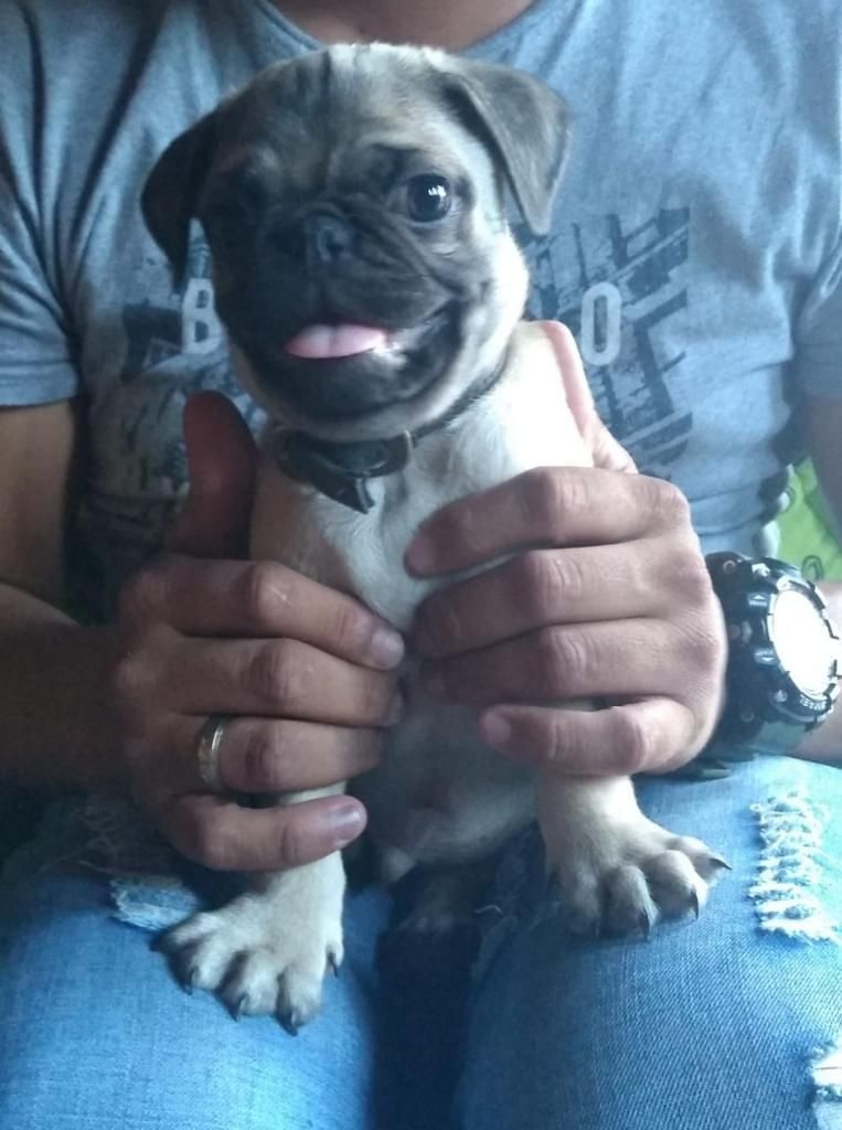 Pug Disponibles