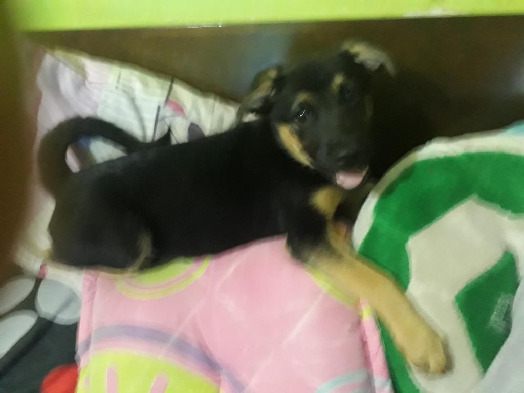 Regalo Perro Hermoso