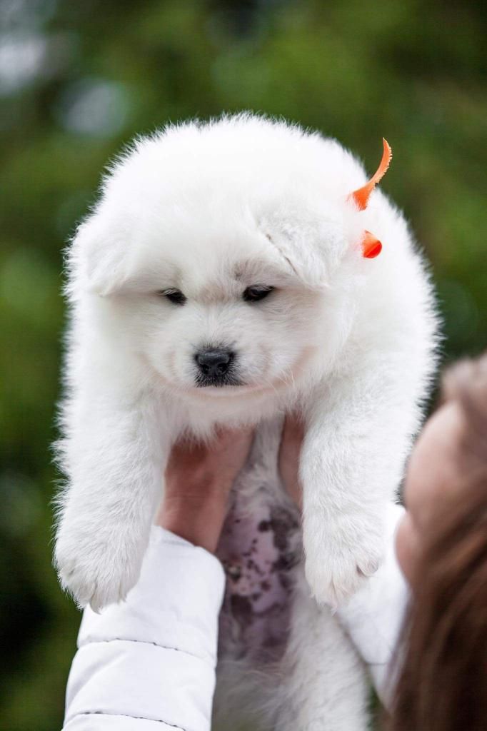 Samoyedos de Lo Mejor